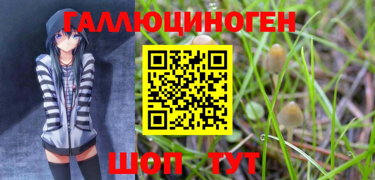 Псилоцибиновые грибы Psilocybe Нижнеудинск